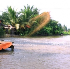 Cá tra tuột giá, người nuôi gặp khó